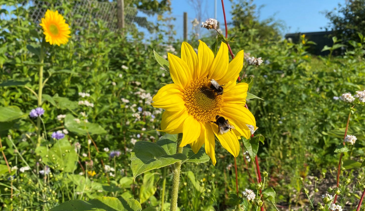 Solsikker og bier fra blomsterengen ved HITSA i Koldings industriområde